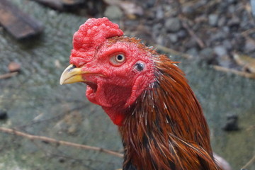 the red rooster