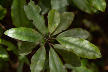 Great Barrier Island:  Leaf