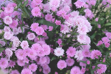 Colorful flowers chrysanthemum made with gradient for background,Abstract,texture,Soft and Blurred style.postcard.