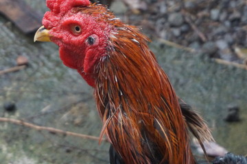 the red rooster