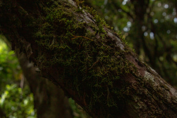 Great Barrier Island:  Moss Covered Tree Trunk