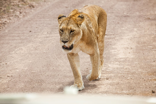 Gracious lioness (Panthera Leo) walking towards safari car at Ngorongoro National Park, Tanzania