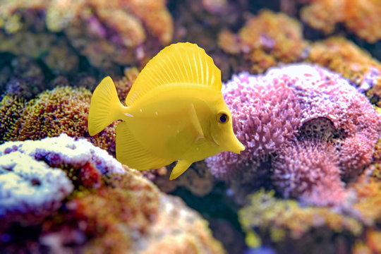 Yellow Tang, Zebrasoma flavescens