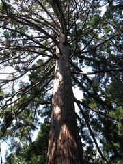 Fototapeta premium pine