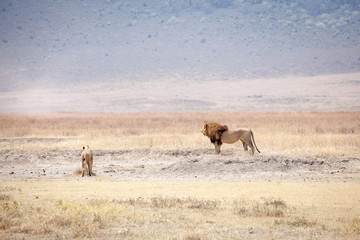 Lion (Panthera leo) family laying in the dry grass at Ngorongoro National Park, Tanzania