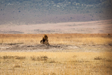 Lion (Panthera leo) family making love in the dry grass at Ngorongoro National Park, Tanzania
