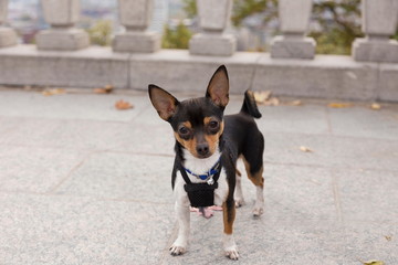 Tiny unleashed tricolor chihuahua staring intently while standing on stone terrace with handsome stone railing in soft focus background