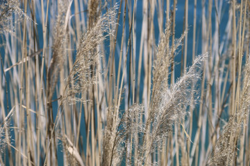 Fototapeta premium blue background