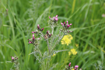 close-up flowers in the garden