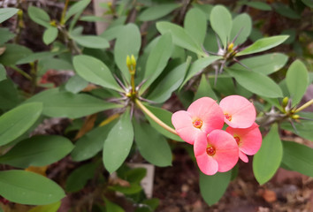 Four pink flowers of Euphorbia against the green leaves