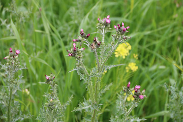 close-up flowers in the garden