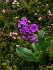 Klebrige Primel (Primula glutinosa)