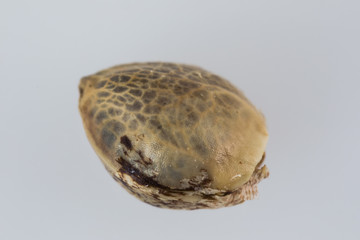 Single Cannabis Seed - THC CBD Seeds macro view on the white background.