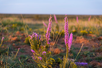 purple flower at sunset