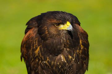 Harris Hawk (Parabuteo unicinctus) close up head and shoulders