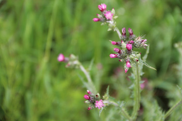 close-up flowers in the garden