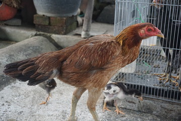 chicken on the farm