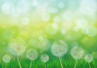 Vector illustration of spring green background with white dandelions and grass