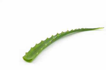 Medicinal plant leaf aloe isolated on a white background.