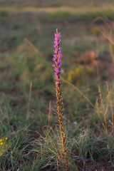 purple flower at sunset