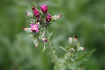 close-up flowers in the garden