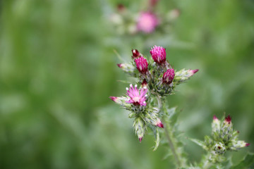 close-up flowers in the garden