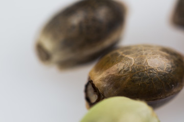 Cannabis Seeds - THC CBD Seeds macro view on the fresh piece of wood.