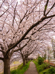 Cherry Blossoms at Sagami River (相模川の桜) in Kanagawa, Japan.