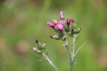 close-up flowers in the garden