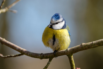 Blue tit Parus caeruleus on a small branch 