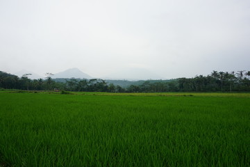 Fototapeta premium landscape of rice fields