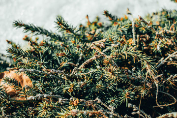 closeup of vetki sosny 11/5000 pine branches © Olga