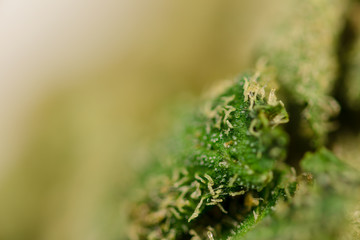 Medical Cannabis CBD THC Trichomes - macro view.