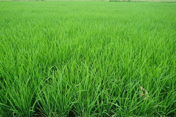 landscape of rice fields