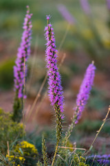 purple flower at sunset
