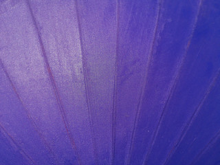 Close up under purple umbrella background.