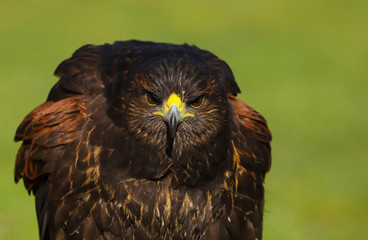 Harris Hawk (Parabuteo unicinctus) close up head and shoulders