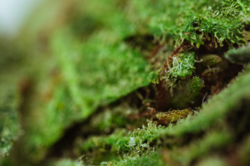 Medical Cannabis CBD THC Trichomes - macro view.