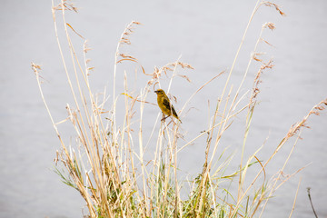 Southern masked weaver bird, Ploceus velatus, yellow weaver bird sitting in grass at Ngorongoro National Park, Tanzania