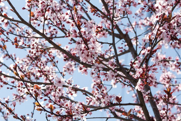 Pink spring flowers blossom 