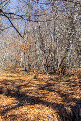 Autumn landscape in the middle of a beech forest. It is in the area of Picos de Europa in Leon, Spain.