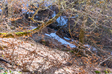 Winter landscape in the middle of a beech forest. The forest has snow in the middle of the fallen leaves