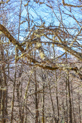 Photograph in which you can see the moss on the branches of the beech trees in the middle of the mountain in winter
