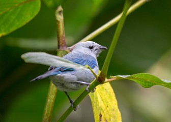 Blue-gray Tanager (Thraupis episcopus)