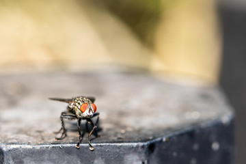 A macro shot of fly . Live housefly .Insect close-up