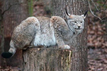 Luchs auf Stamm Schneeluchs Nahaufnahme