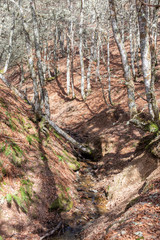 Autumn landscape in the middle of a beech forest. It is in the area of Picos de Europa in Leon, Spain. You see the descent of a stream in a part of the beech forest full of fallen leaves