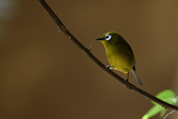 Kikuyu white-eye