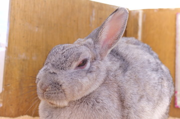 Ranch Rabbit Feeding
