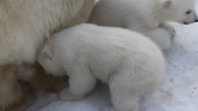 Polar Bear With Cubs On Snow.  Polar Bear Mom With Twins. 